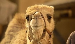 骆驼吃瓜免费图片高清,高清画面展现自然和谐